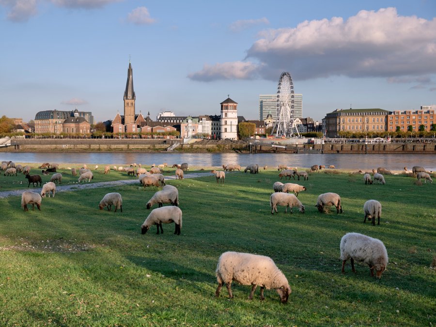 Rhine Meadows & Lörick Lido